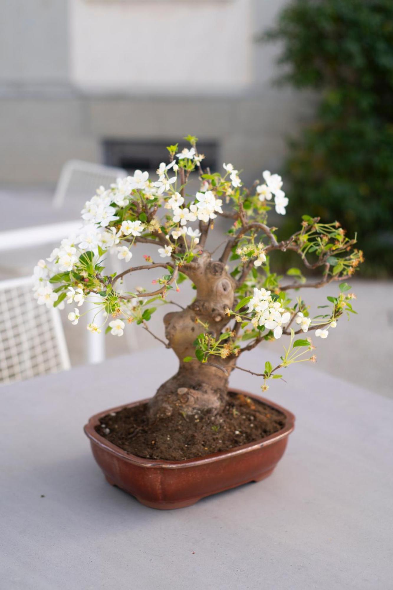 צ'זנה Boutique Hotel Villa Monty Banks מראה חיצוני תמונה