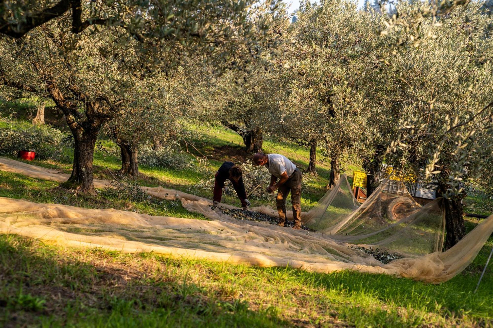 צ'זנה Boutique Hotel Villa Monty Banks מראה חיצוני תמונה